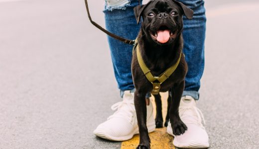 愛犬飼育スペシャリスト